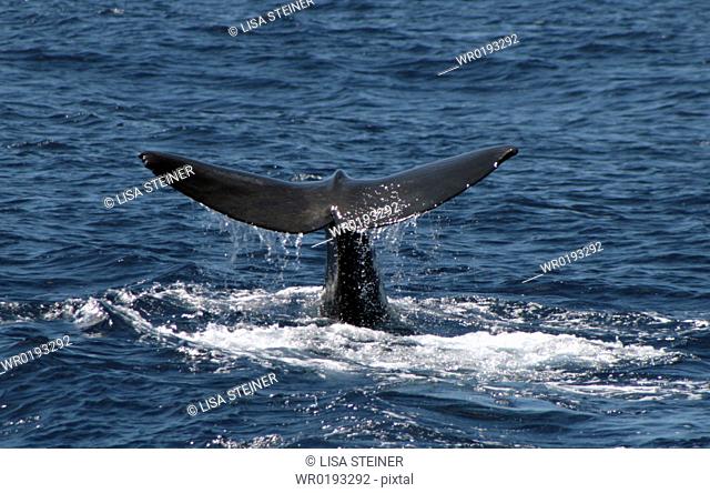 Sperm Whale Fluke Azores, North Atlantic