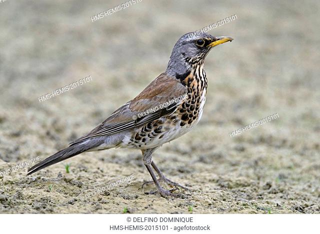 France, Doubs, natural area for Allan to Brognard, Fieldfare Turdus pilaris), capture of worms in the mud at low water to feed its young