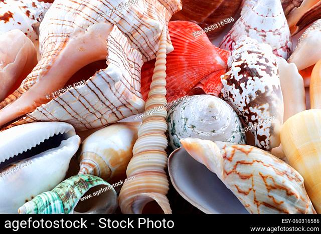 A pile of sea shells different colors and shapes
