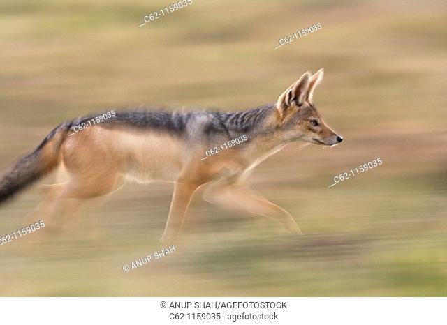 Black backed jackal (Canis mesomelas) running -panned effect-, Maasai Mara National Reserve, Kenya