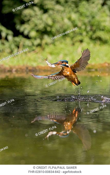 Common Kingfisher (Alcedo atthis) adult female, in flight, emerging from dive with Common Rudd (Scardinius erythrophthalmus) prey in beak, Suffolk, England