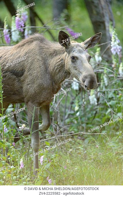 Close-up of a Eurasian elk (Alces alces) in a forest in early summer