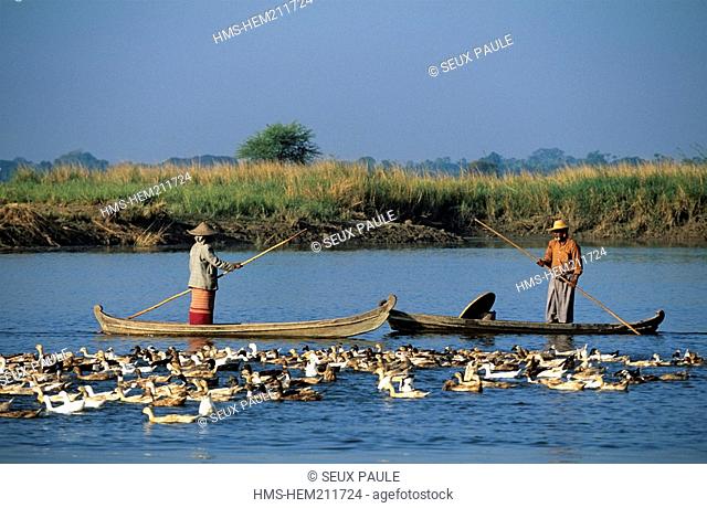Myanmar Burma, ducks shepherds