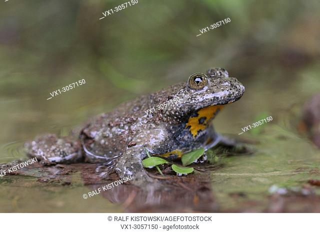 Yellow-bellied Toad ( Bombina variegata ), sitting in shallow water of a natural puddle, cordiform pupils, rare species, wildlife, Europe