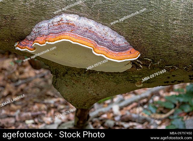Tinder fungus [Fomes fomentarius] on the trunk of a fallen beech, growing on deadwood