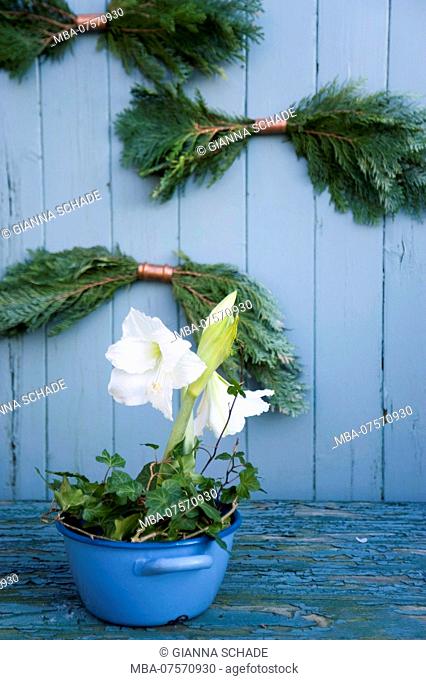Winter decoration, flowering amaryllis