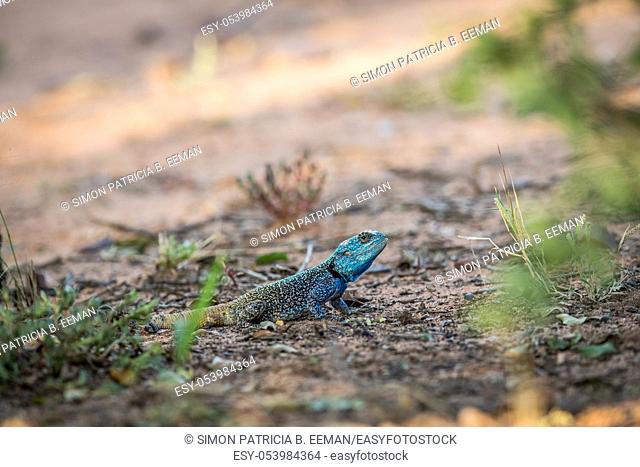 Southern tree agama on the ground in the Marakele National Park, South Africa
