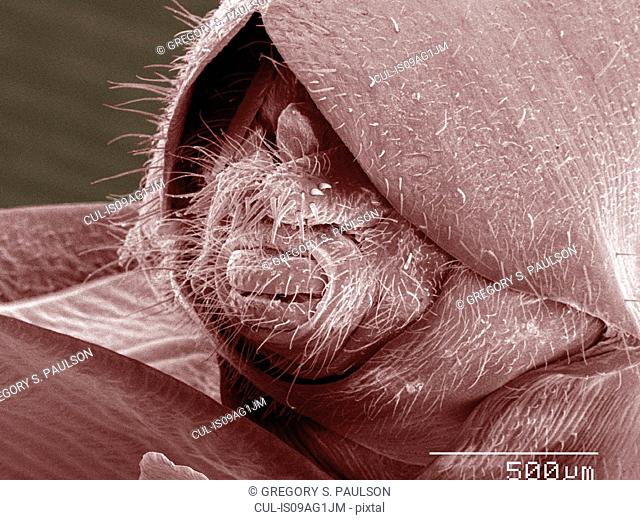 Coloured SEM of boxelder (Boisea trivittata) bug genitalia