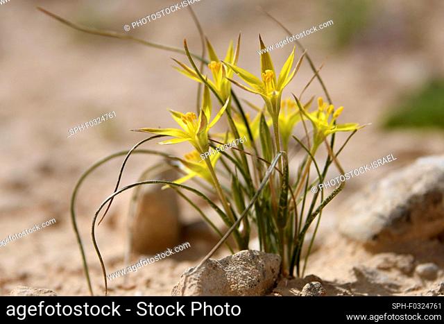Yellow flowers blooming after a rare rainy season in the Negev Desert, Israel. Photographed in Wadi Zin, Negev, Israe, in March