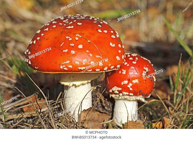 fly agaric (Amanita muscaria), two fly agarics, Europe, Germany, Lower Saxony