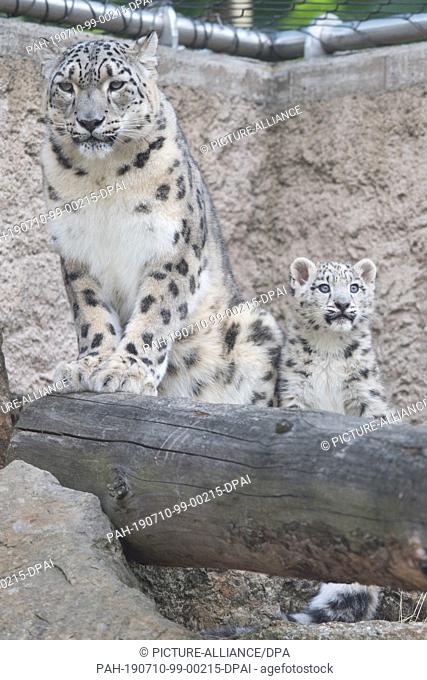 10 July 2019, Saxony, Dresden: A snow leopard young animal sits next to its mother in its enclosure at Dresden Zoo. Two kittens were born in the zoo on 18 April...