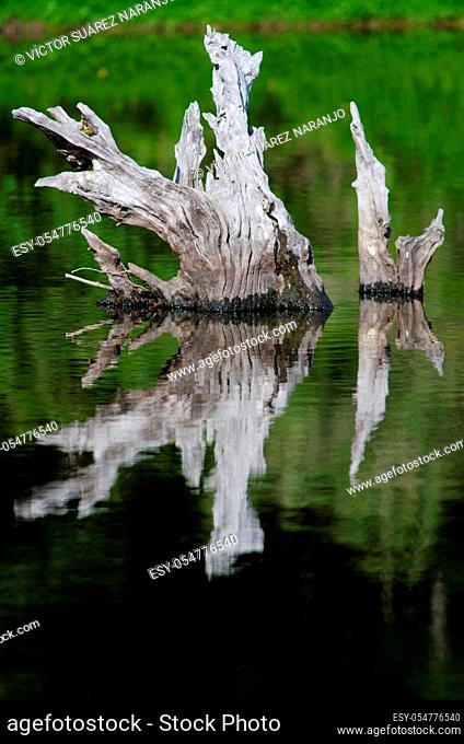 Trunks reflecting in the Captren lagoon. Conguillio National Park. Araucania Region. Chile