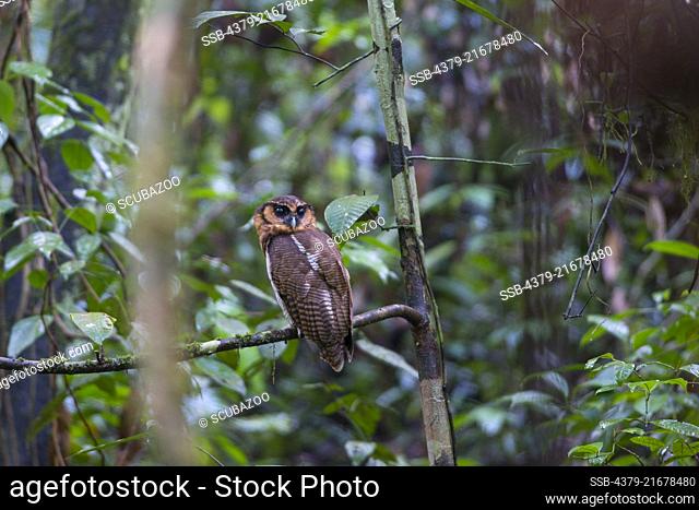 Brown Wood Owl, Strix leptogrammica, Danum Valley, Sabah, Malaysia, Borneo, South East Asia