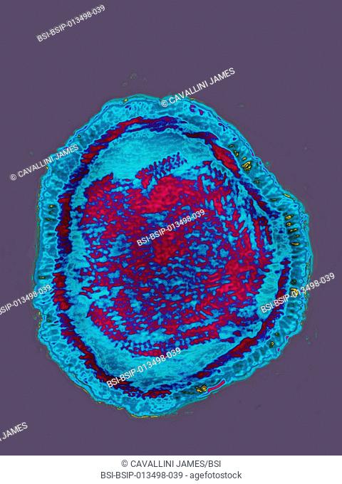 RSV Respiratory Syncytial Virus. Image produced using high-dynamic-range imaging (HDRI) from an image taken with transmission electron microscopy