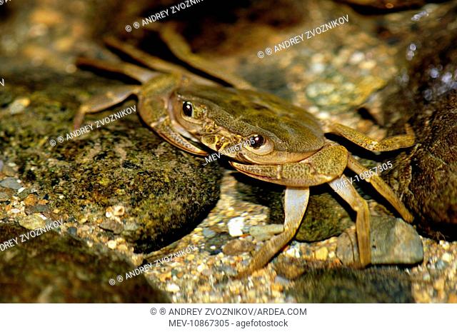 Fresh-water crab (unidentified) waits for prey to come with the current in a small stream in primary rainforest. river Danum valley, Sabah, Borneo
