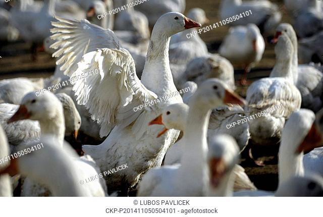 Geese will be slaughtered for the traditional meals at Saint Martin's Day at Rohozna farm, near Jihlava, Vysocina Region, Czech Republic on November 5, 2014
