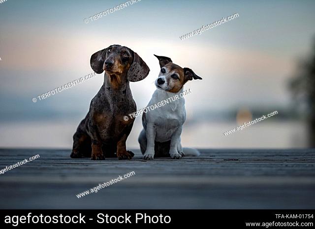 Jack Russell Terrier with Tiger Dachshund