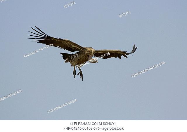 Rueppell's Griffon Vulture Gyps rueppellii adult, in flight, landing, Masai Mara, Kenya