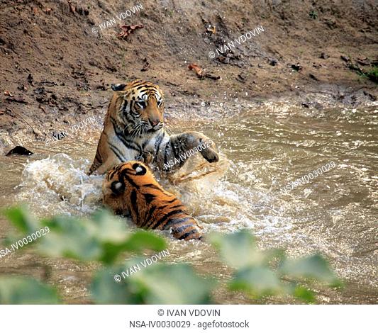 Royal Bengal tiger Panthera tigris tigris, Bandhavgarh national park, Madhya Pradesh, India