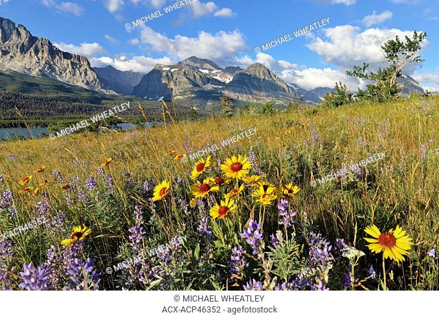 Blanket flower and lupine, Glacier National Park, Montana, United States of America