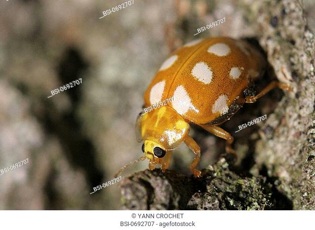Orange ladybird Halyzia sedecimguttata. Picardy, France