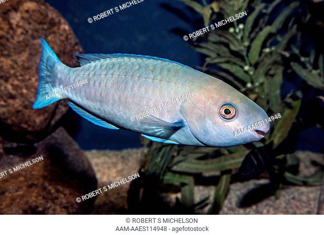 Blue Parrotfish swimming, Scarus coeruleus, Atlantic, Caribbean