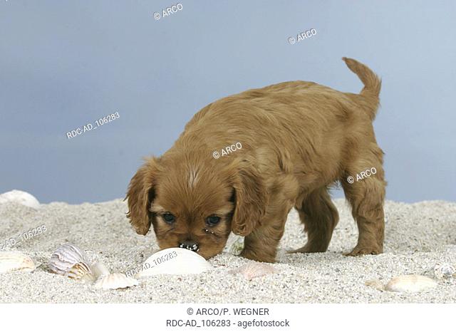 Cavalier King Charles Spaniel puppy 6 weeks ruby