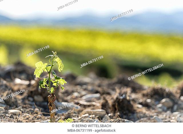 Roaix, Vaucluse, Provence, Provence-Alpes-Côte d'Azur, France, young vine near Roaix, Arondissement Carpentras
