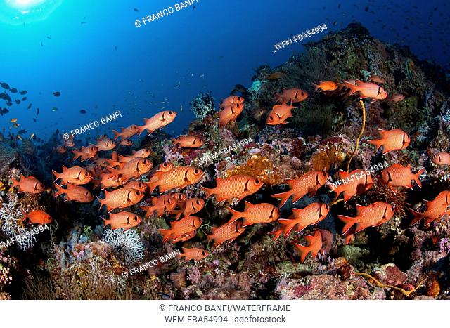 Shoal of Blotcheye Soldierfish, Mypristis murdjan, Ari Atoll, Maldives