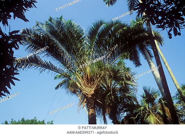 3 Cornered aka Triangle Palm (Neodypsis decaryi) Fairchild Tropical Garden, FL