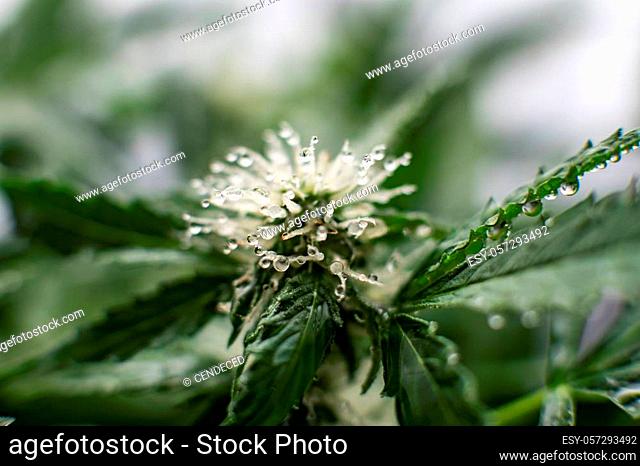 Grow weed indoor. Beautiful flower a cannabis. Beginning of the flowering period hemp. flower macro shot of a marijuana