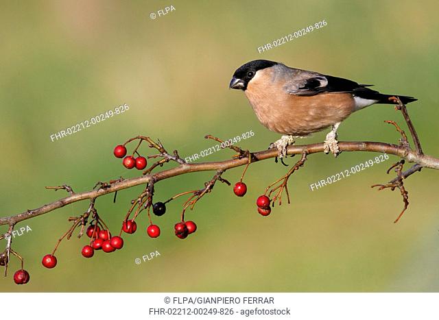 Eurasian Bullfinch (Pyrrhula pyrrhula) adult female, with legs covered in scales caused by Knemidocoptes mites, perched on hawthorn twig with ripe berries