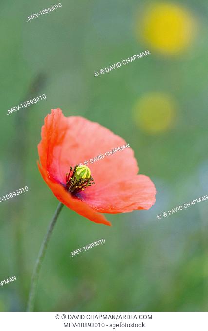 Long Headed Poppy - Summer (Papaver dubium). Cornwall, UK