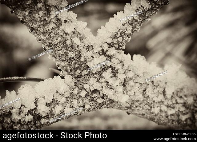 Detail of a Frozen Tree on Dolomites