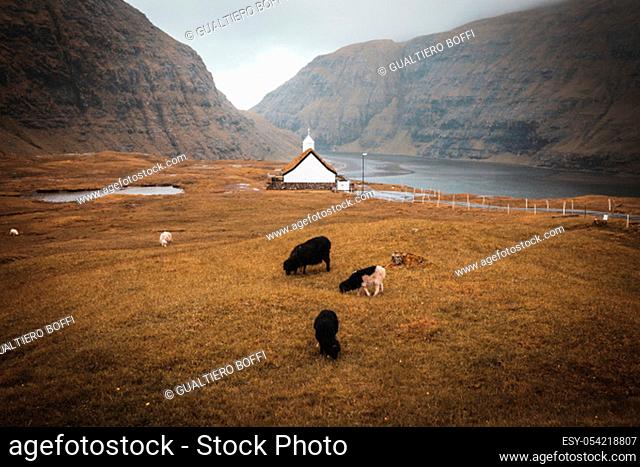 Church in the village of Saksun in the Faroe islands. No people around, grazing sheep