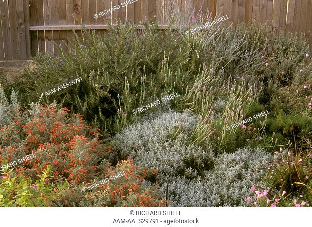 Herb Patch: Lavendar Cotton, Rosemary, French Lavendar, Russian Sage, Fuchsia/CA