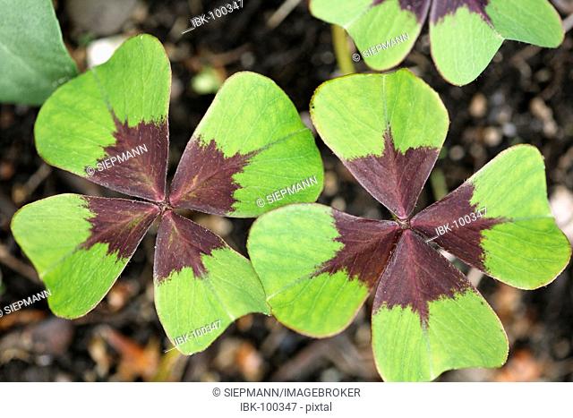 Four leaf clover ( Oxalis deppei ) Germany
