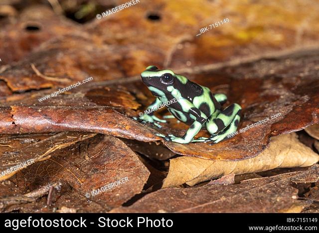 Green and black poison dart frog (Dendrobates auratus) on foliage, a medium-sized poison dart frog, Sarapiqui area, Costa Rica, Central America