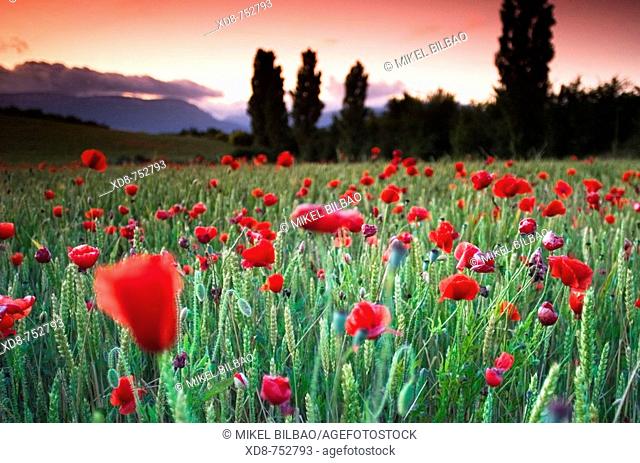 Poppy (Papaver rhoeas) field at sunset