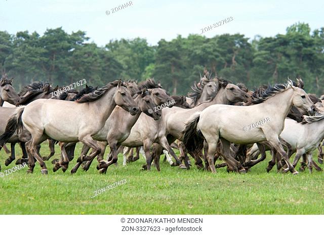 Duelmener Wildpferde, galoppierende Herde, wildlebend im Merfelder Bruch, Westfalen, Duelmen Ponies, wild herd of horses at a gallop, Germany