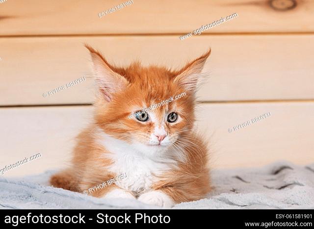 Funny Curious 10 Week Old Young Red Ginger Maine Coon Kitten Cat Lying At Home Sofa. Coon Cat, Maine Cat, Maine Shag. Amazing Pets Pet. Close Up