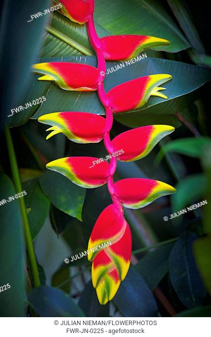 Heliconia rostrata, often known as Lobster claw, Bright red pendula clawlike flowers tipped with yellow and green, surrounded by glossy green leaves