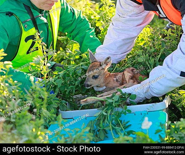 31 May 2023, Saxony-Anhalt, Wernigerode: A young fawn is carefully placed in a transport box. Fawn rescuers have moved it out of the field to safety before the...