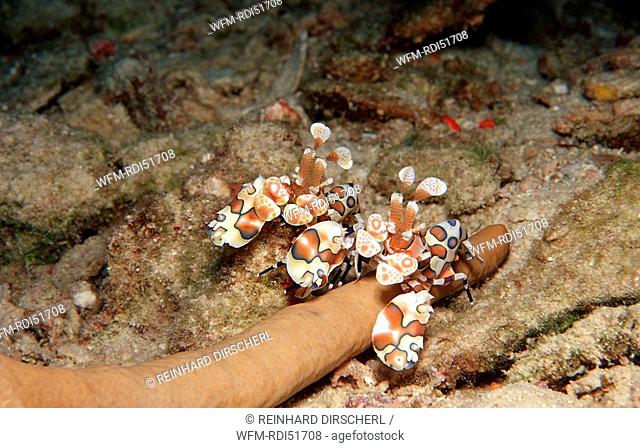Two Harlequin shrimps feeding a starfish, Hymenoceara elegans, Indian Ocean Ari Atol, Maldives Island