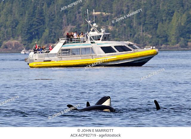 Whale watching in Johnstone Strait, BC, Canada