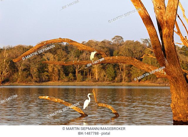 Night heron (Nycticorax nycticorax) and Great egret (Casmerodius albus) on skeleton trees in the reservoir, Kabini Reservoir, Rajiv Gandhi National Park