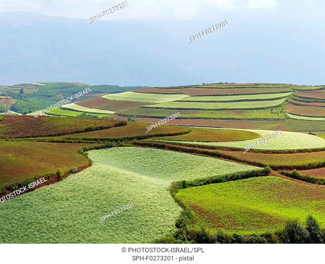 Honghe Hani Rice Terraces, Honghe Prefecture, Yuanyang County, Yunnan, China. The crops are mainly cultivated by the Hani and Yi ethnic minorities