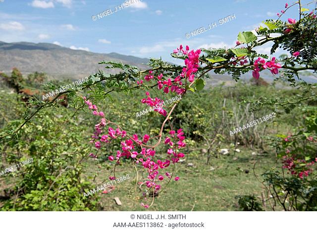 Coral vine (Antigonon leptopus, Polygonaceae), a creeper in thorn scrub (Acacia) along shores of Trou Caiman Lake. Cul de Sac plain, Haiti, 3-8-13