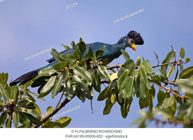 Great Blue Turaco Corythaeola cristata adult, perched on branch in fruiting tree, Bigodi Wetland Sanctuary, Uganda
