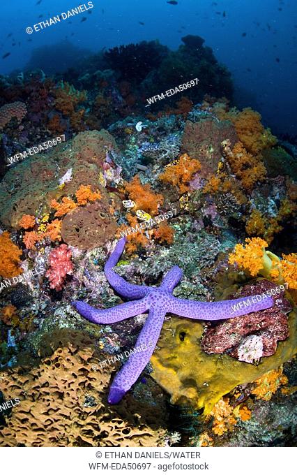 Biodiversity in Coral Reef, North Sulawesi, Indonesia